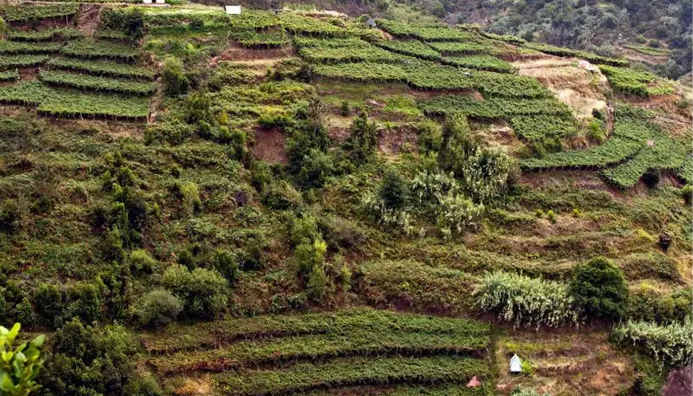 madeira vineyards