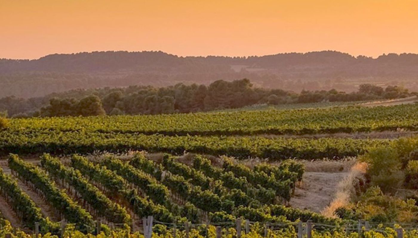 Cervoles vineyard at sunset