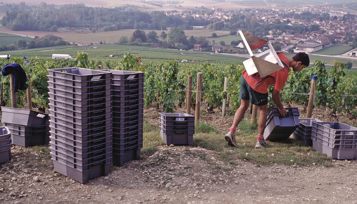 Fèvre harvest at Chablis Grand Cru Les Clos