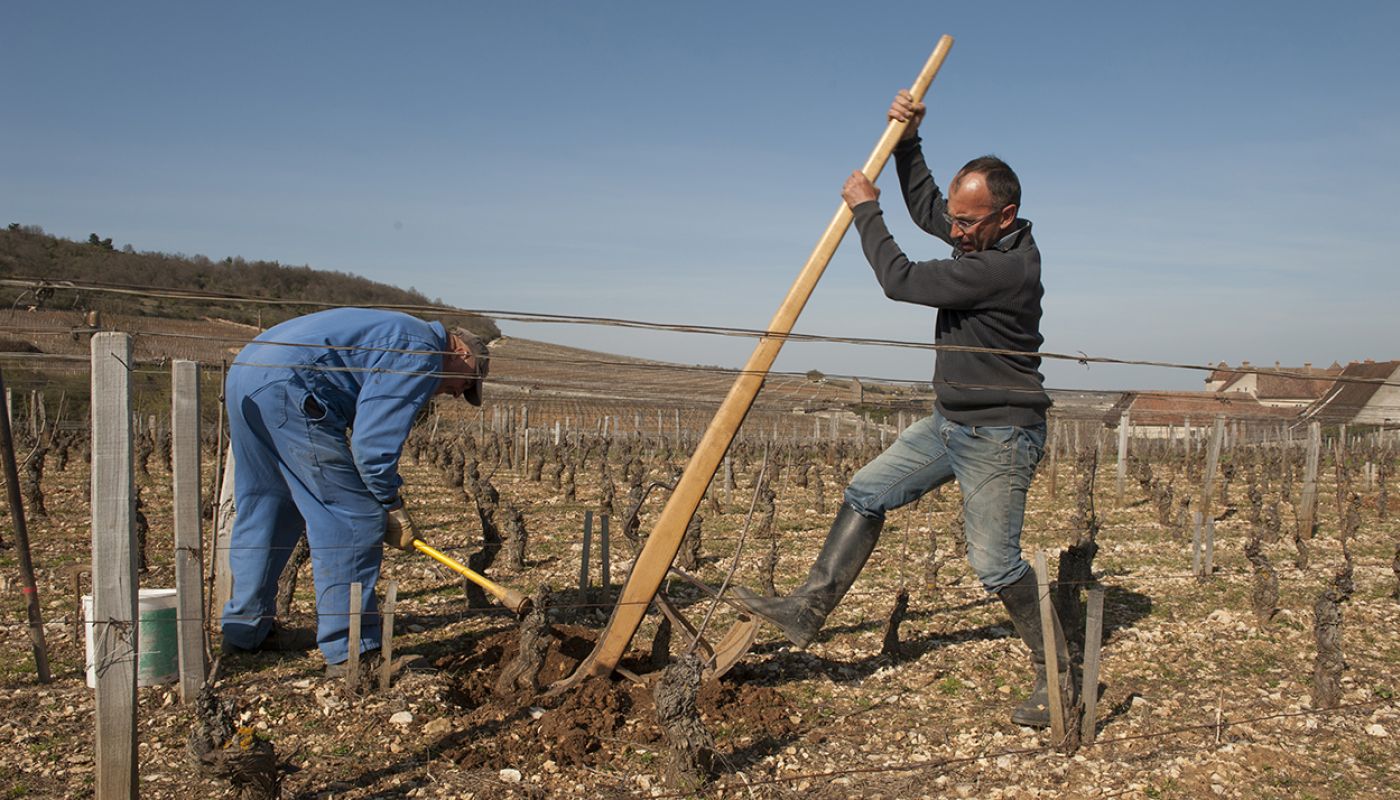 Jean-Pierre Guyon uprooting a dead vine