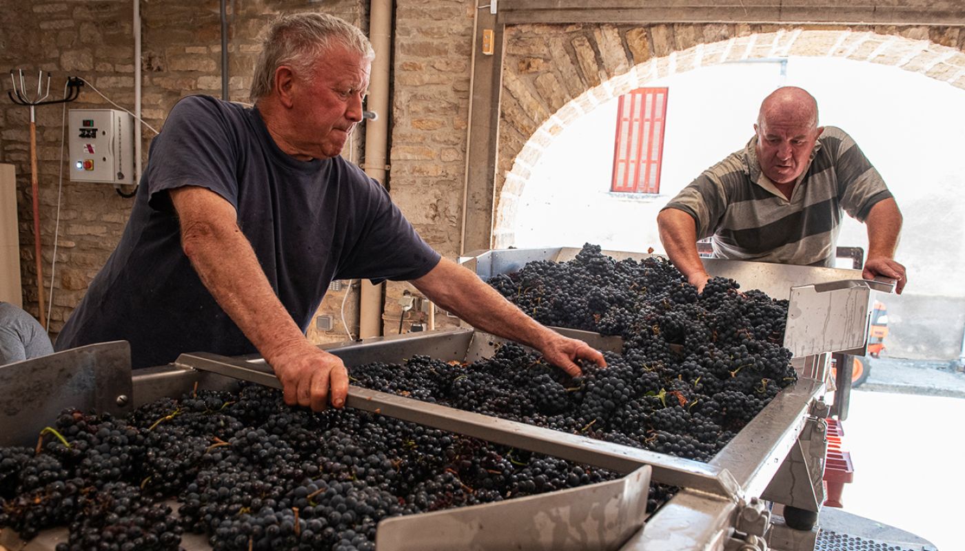 Triage at Domaine Lafarge - by Jon Wyand