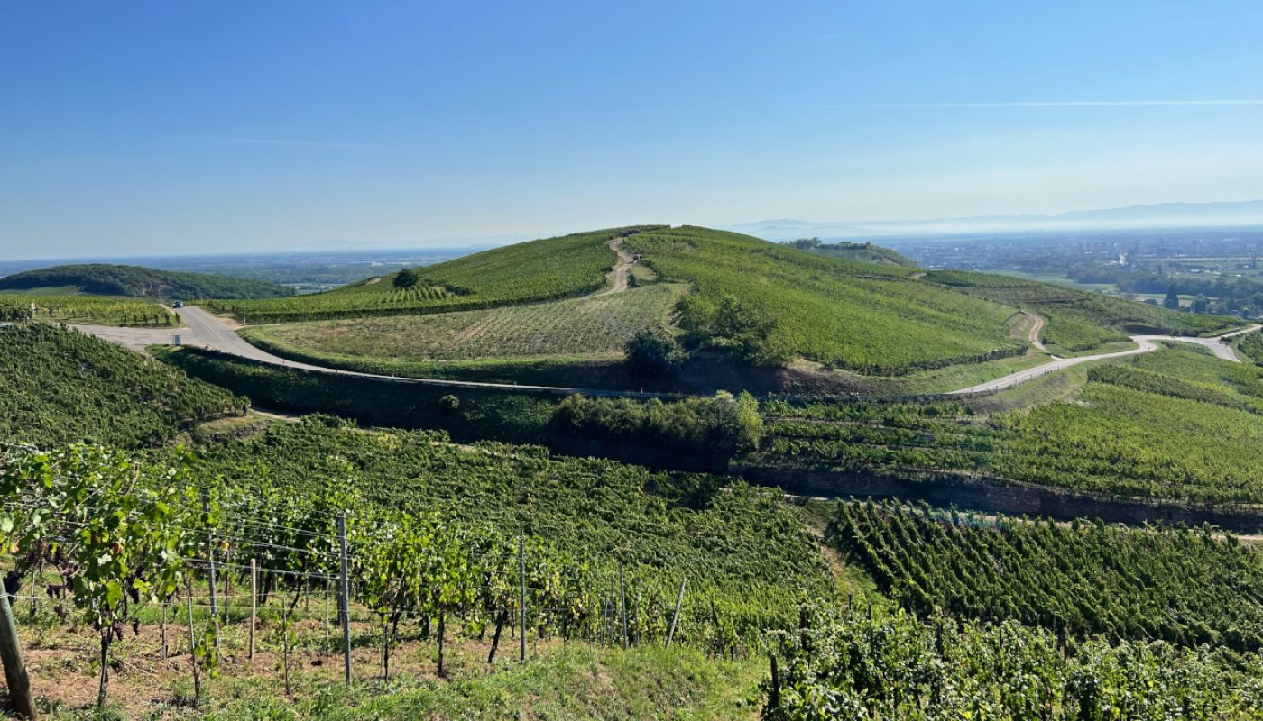 Alsace - Grand Cru Brand