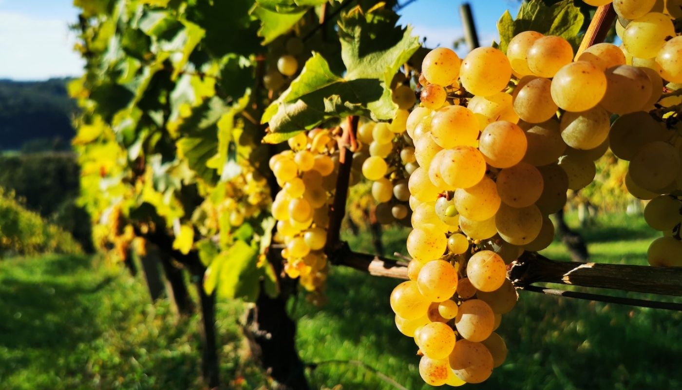 A bunch of ripe Furmint grapes on the vine - credit Liam Cabot