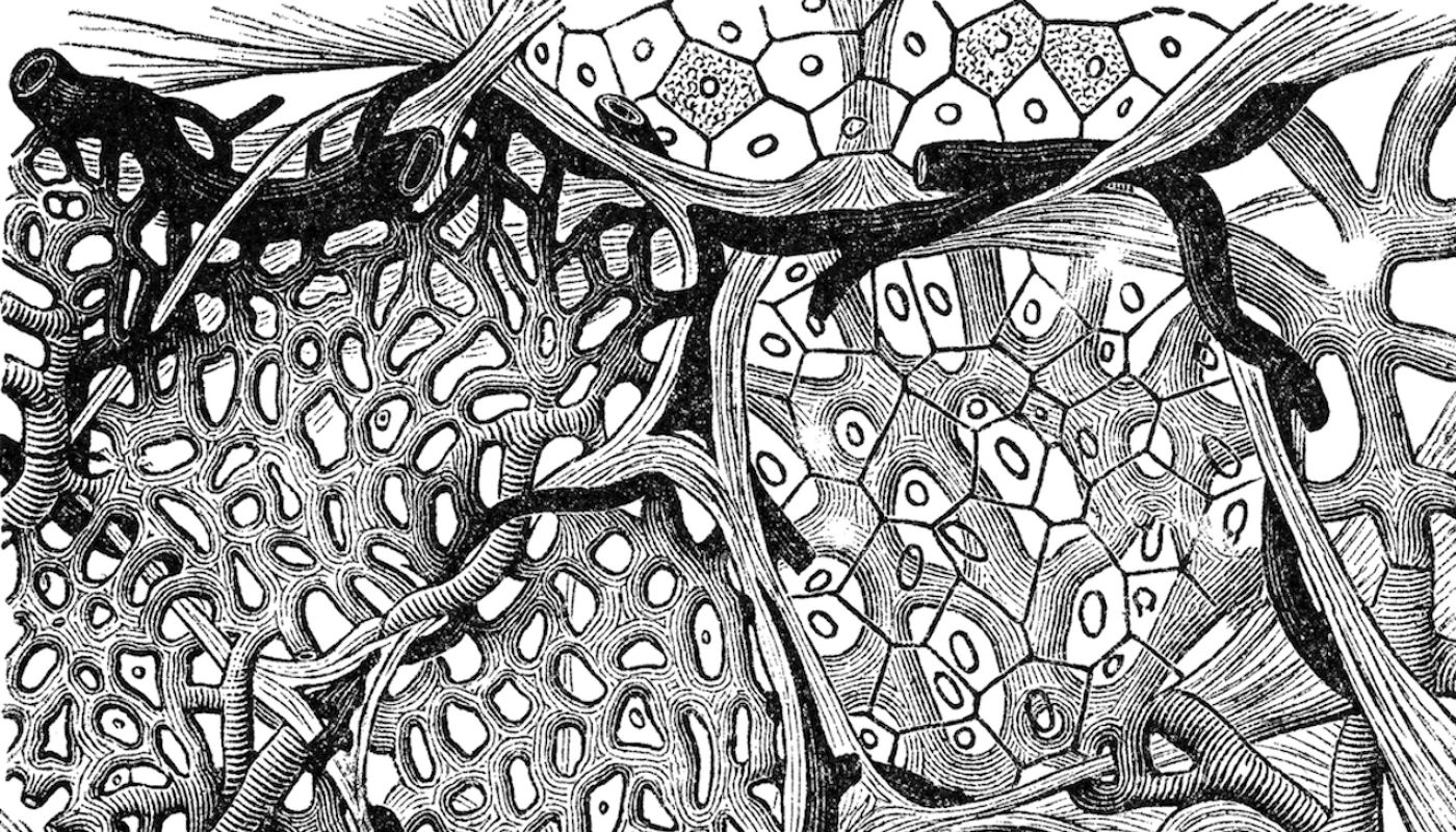 Cross section of lung