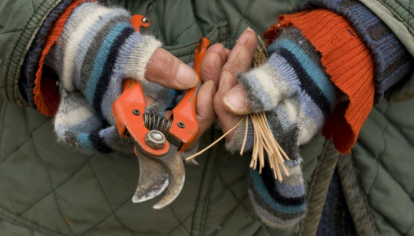 burgundy vigneron hands and secateurs