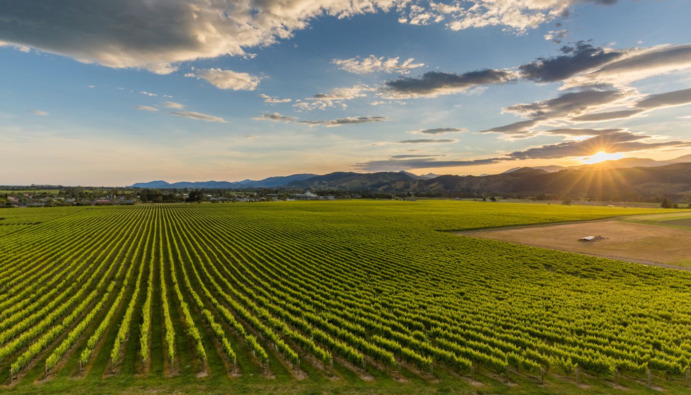 Seifried's vineyards in Waimea, Nelson, New Zealand