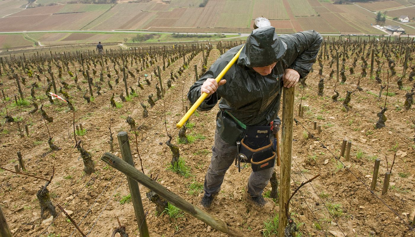 setting posts on the Hill of Corton - Jon Wyand