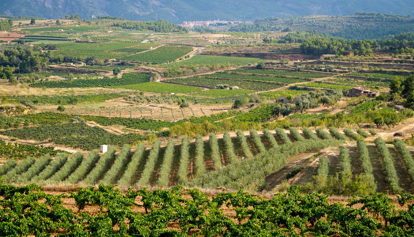 The rolling, vine-covered hills of Terra Alta in Catalonia