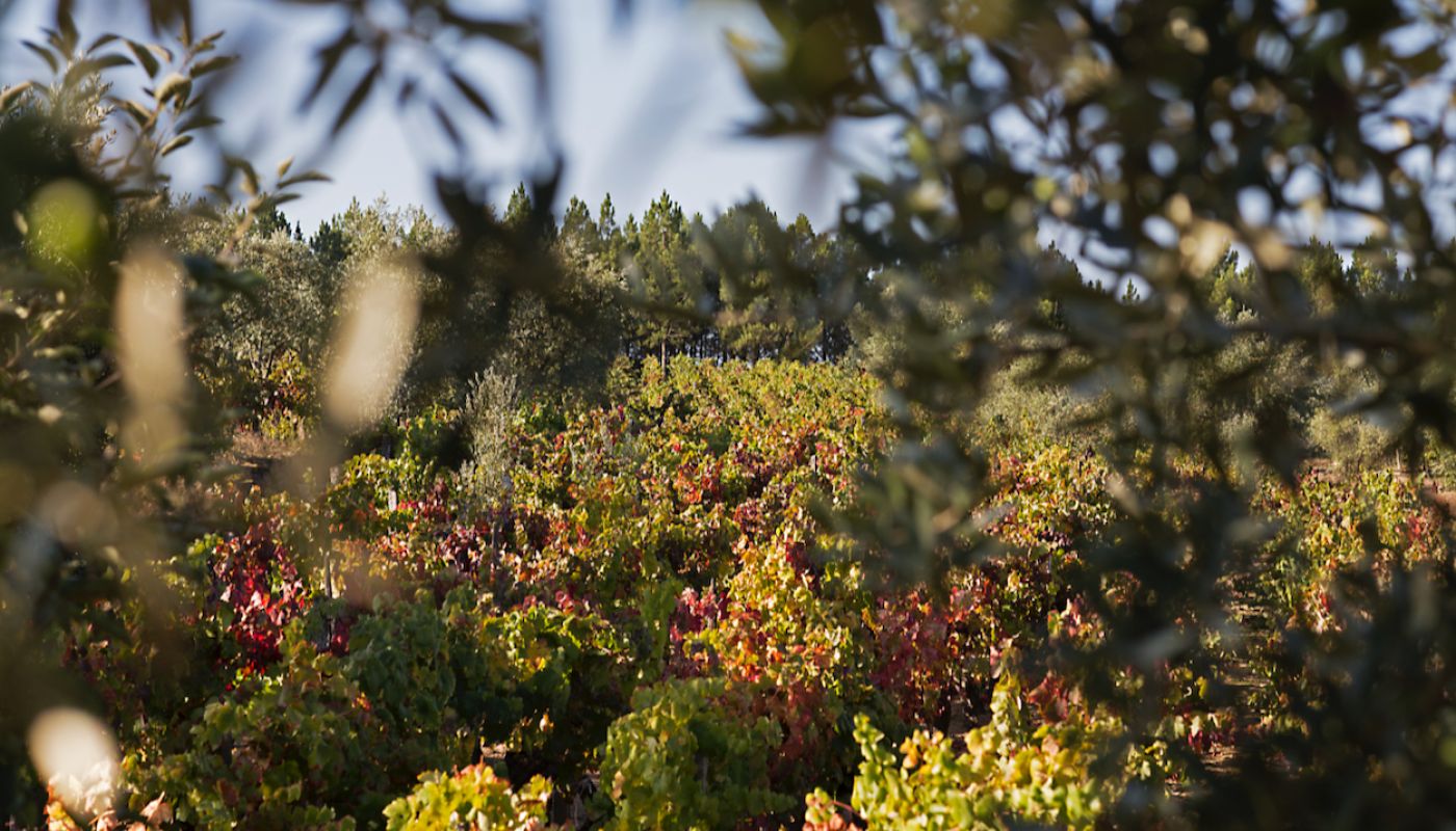 Antonio Madeira Os Granitos vineyard