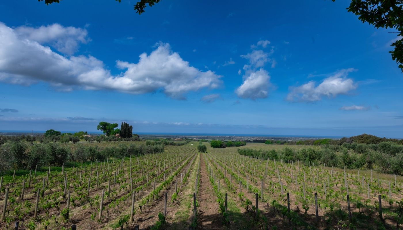 Bolgheri countryside