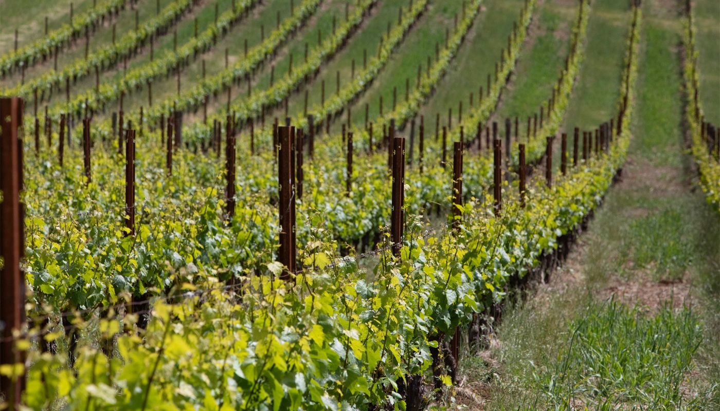 A close-up of the vines in Crowley's Four Winds Vineyard in May 2021