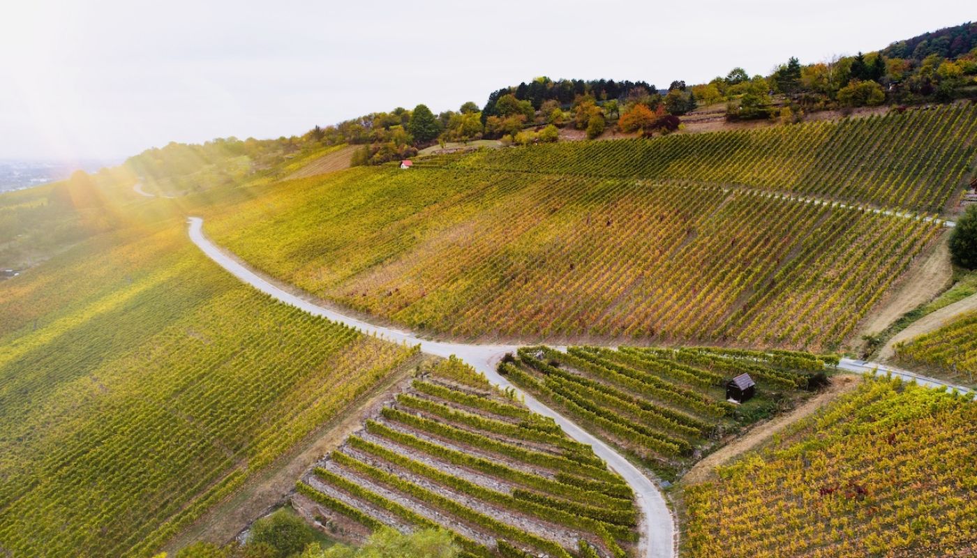 Jurgen Ellwanger Hebsacker Linnenbrunnen vineyard