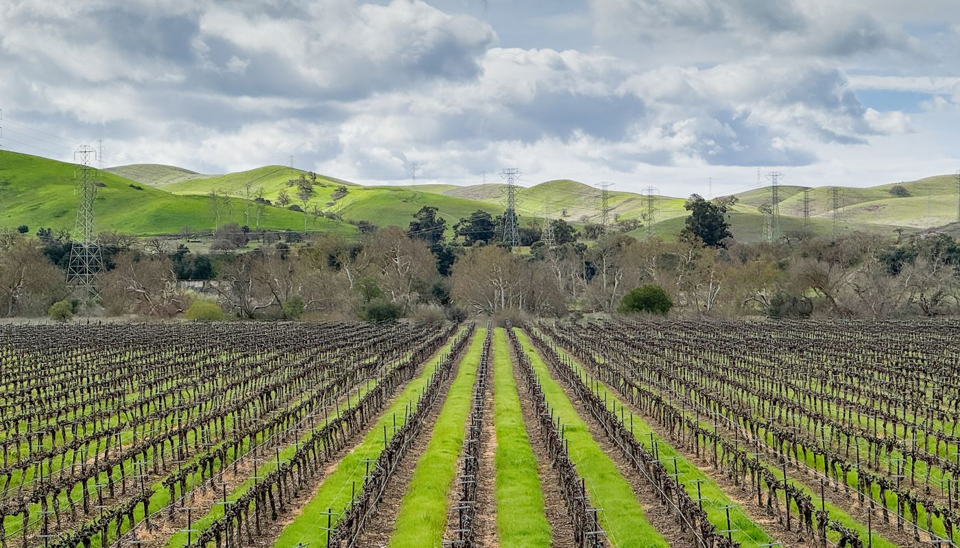 Livermore vineyard