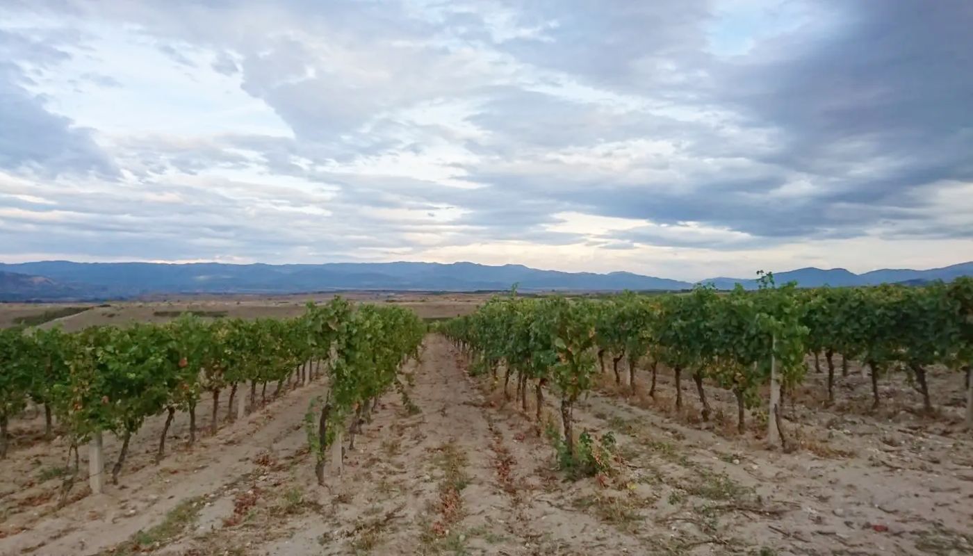 Domaine Lepovo vines