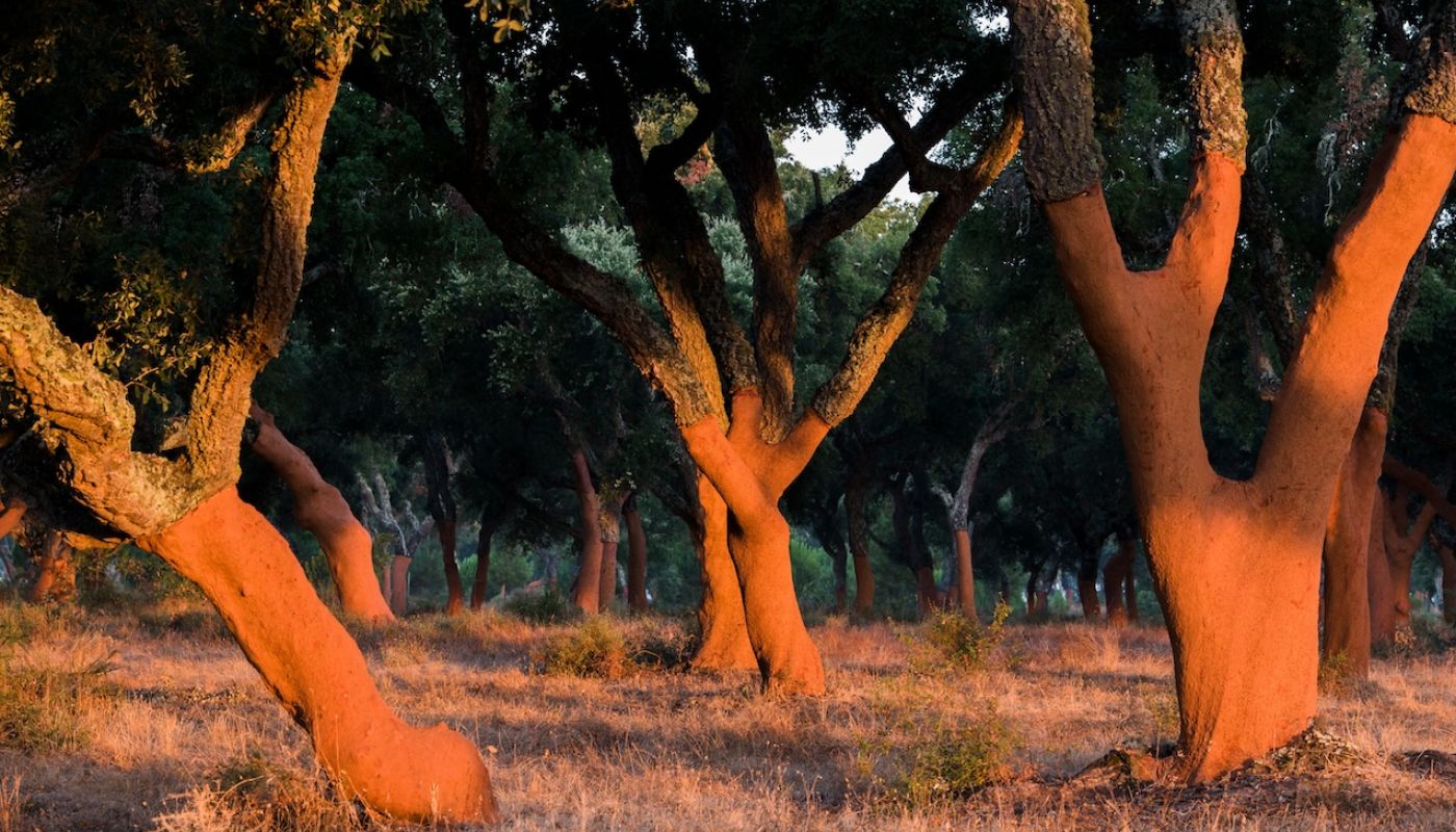 Cork oaks stripped for corkk production APCOR