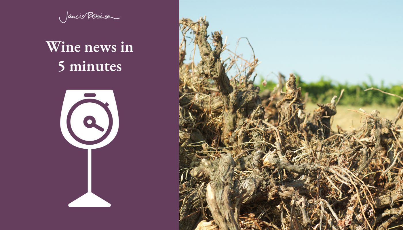 Wine news logo and photo of uprooted vines in field