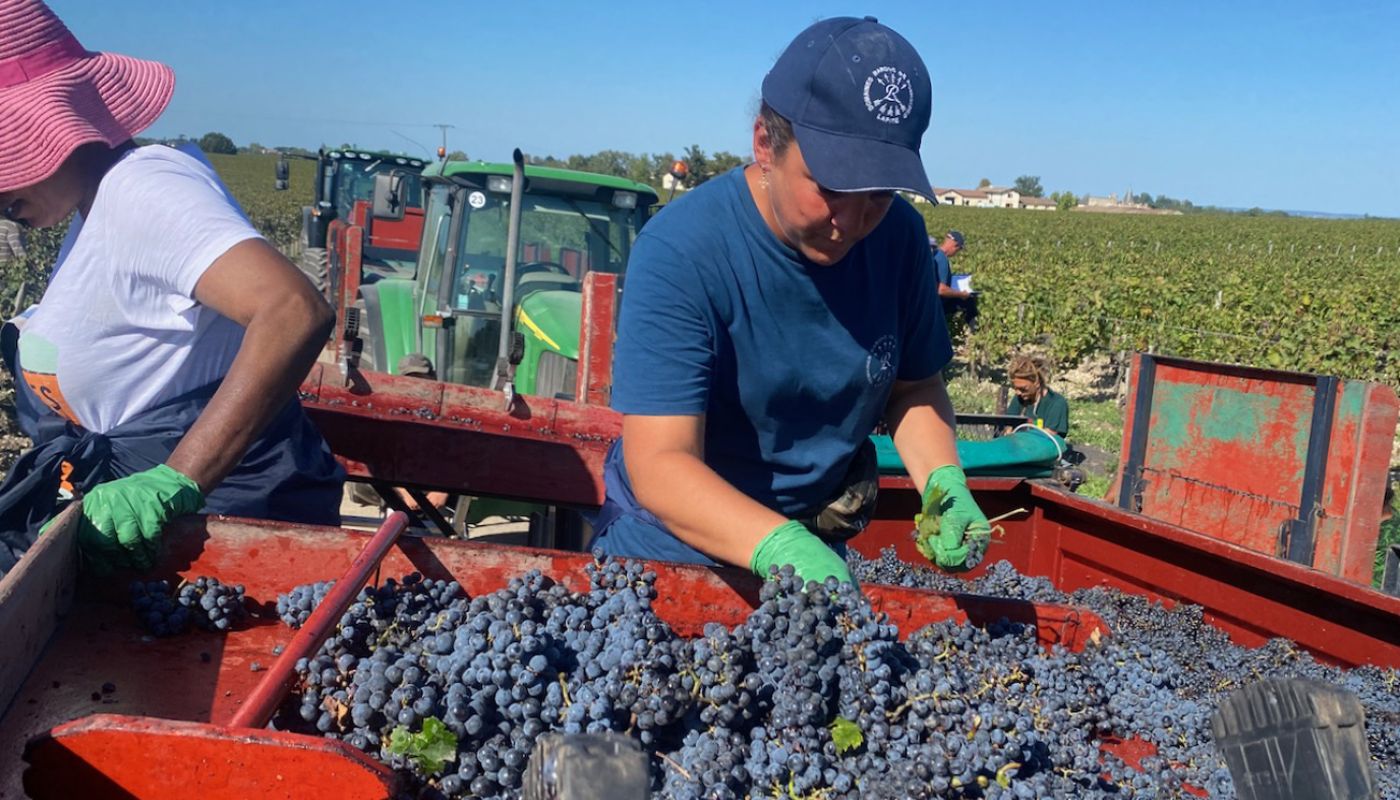 Ch Lafite harvest 2023