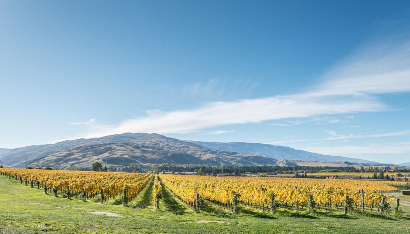 Felton Road's Calvert Vineyard