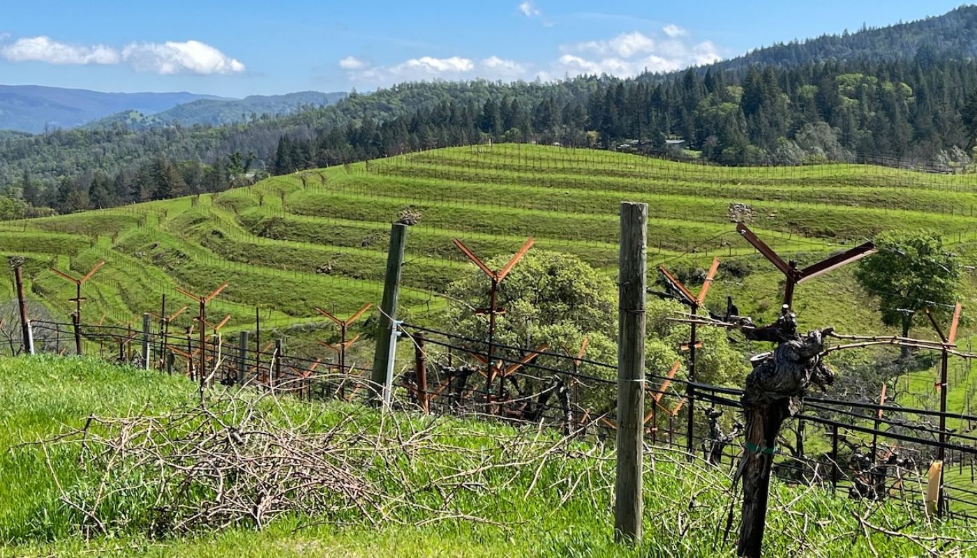Ink Grade terraces, Howell Mountain