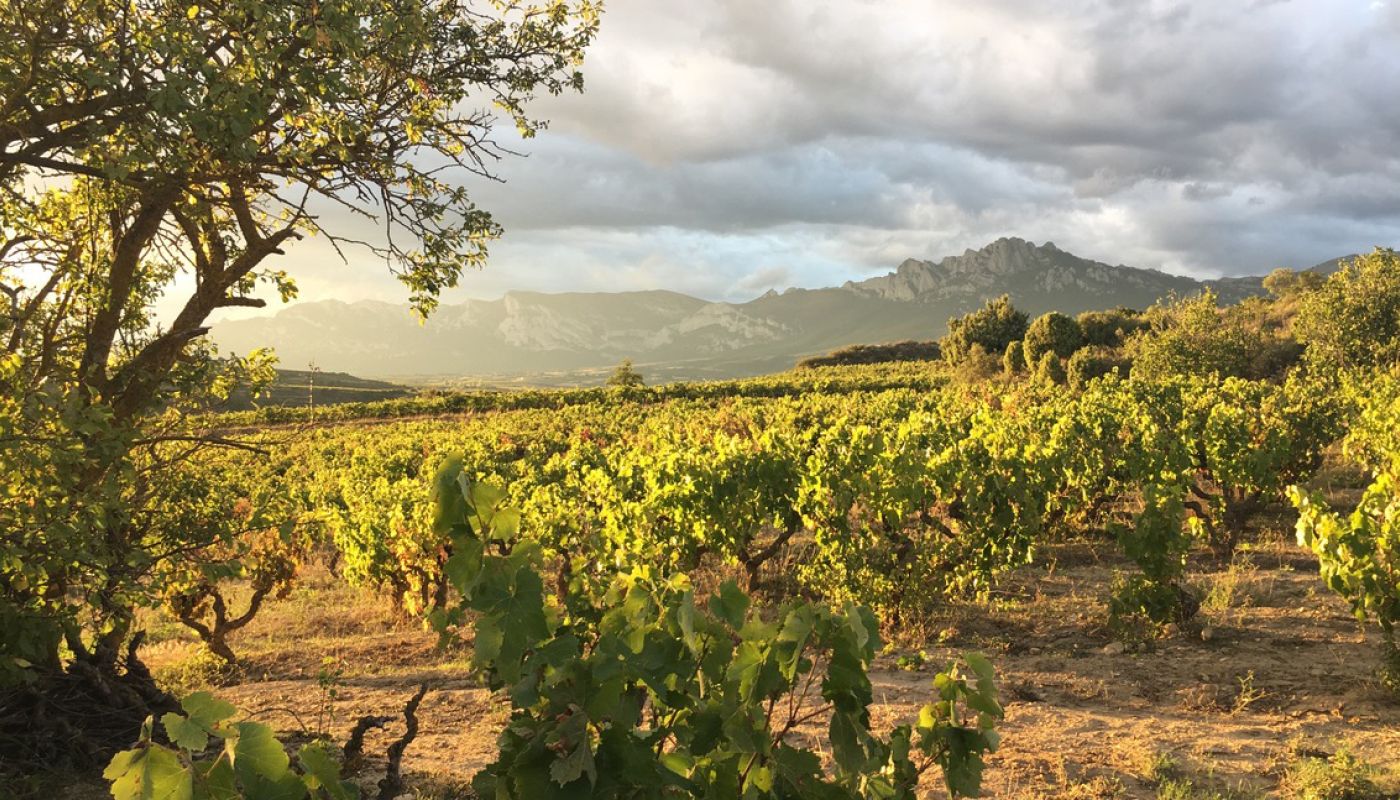 La Revilla vineyard
