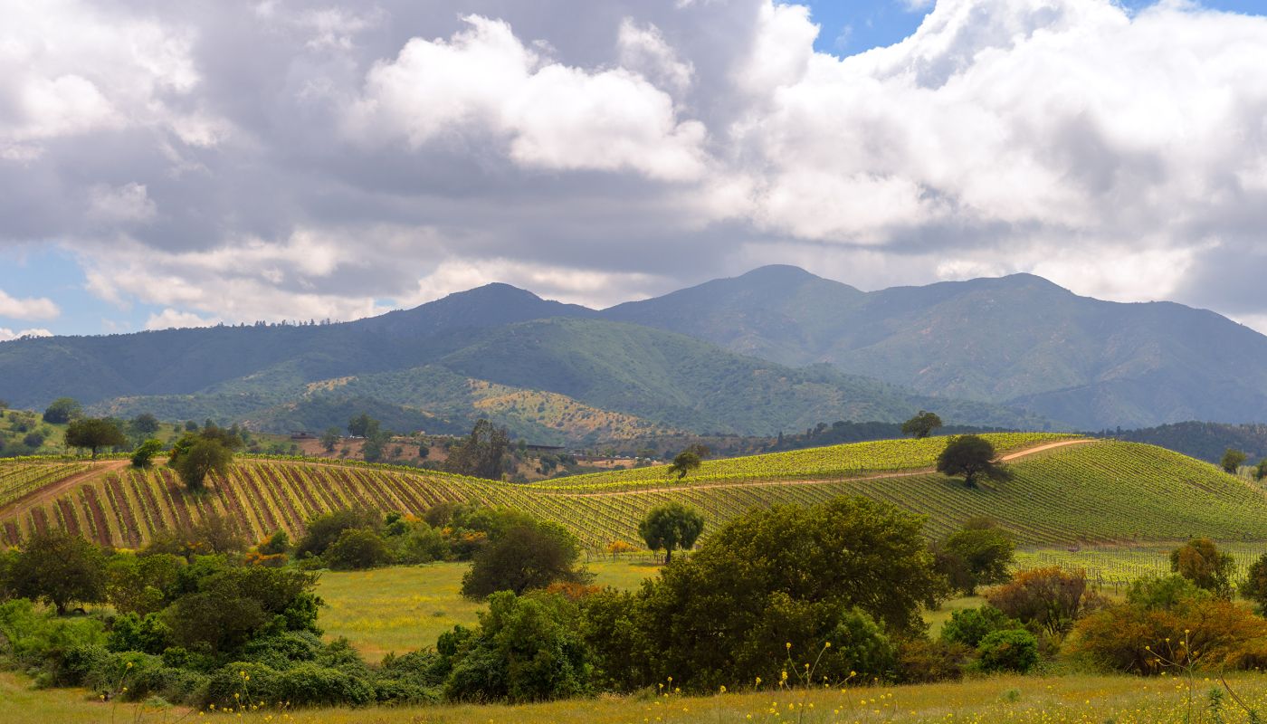 Matetic vineyards
