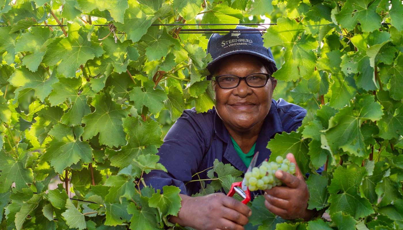 A harvester in the vines at Steenberg