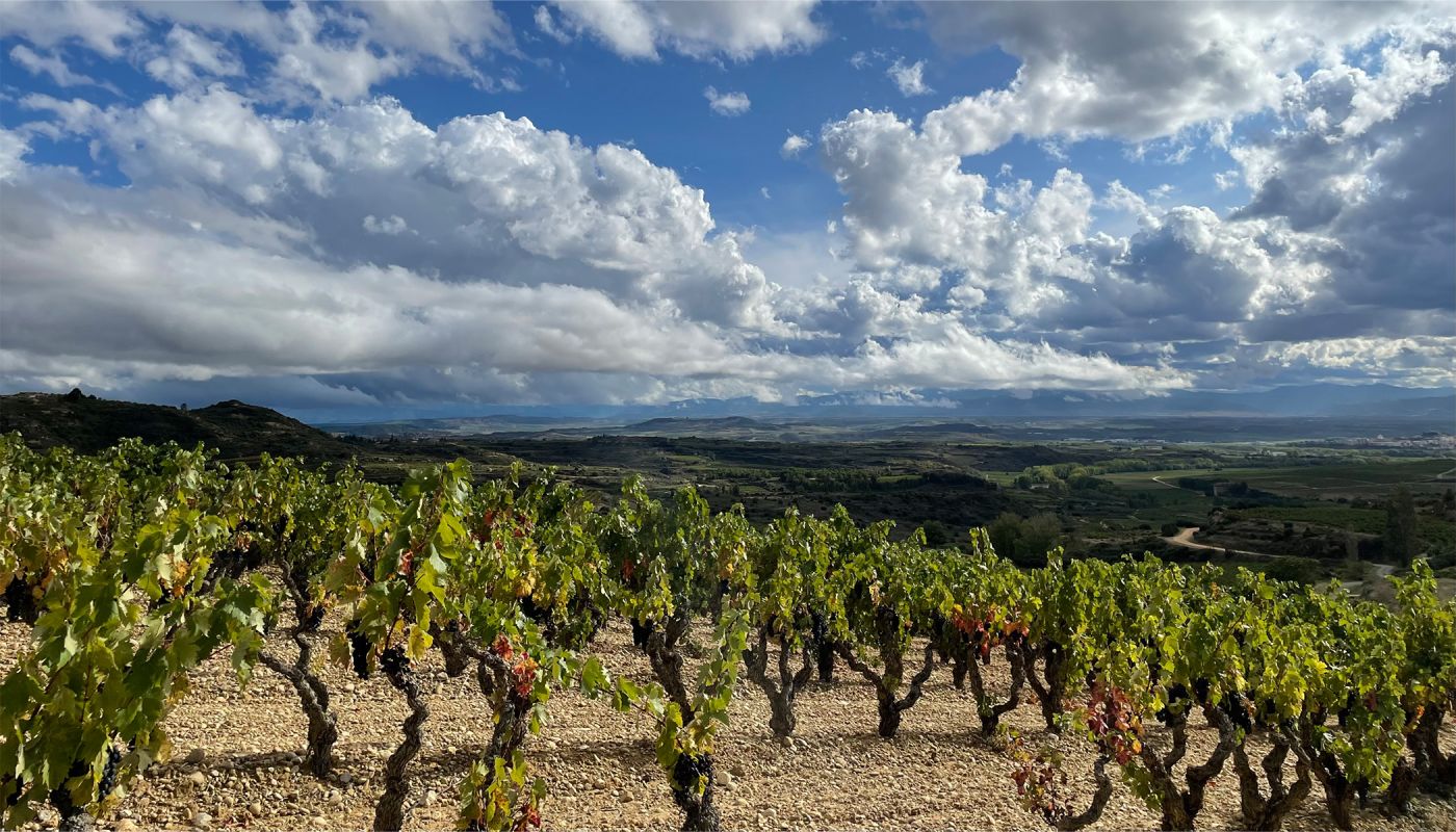 Old vines in Las Beatis Vineyard in Rioja Alavesa