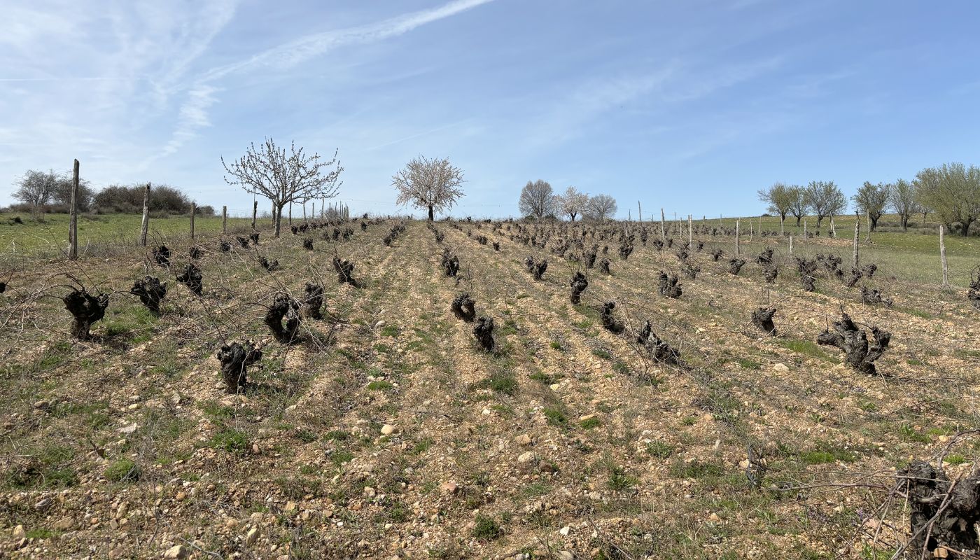 Arlanza old-vine vineyard