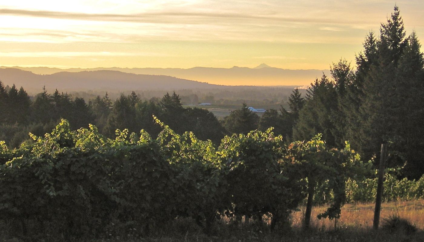 Brick House vineyards