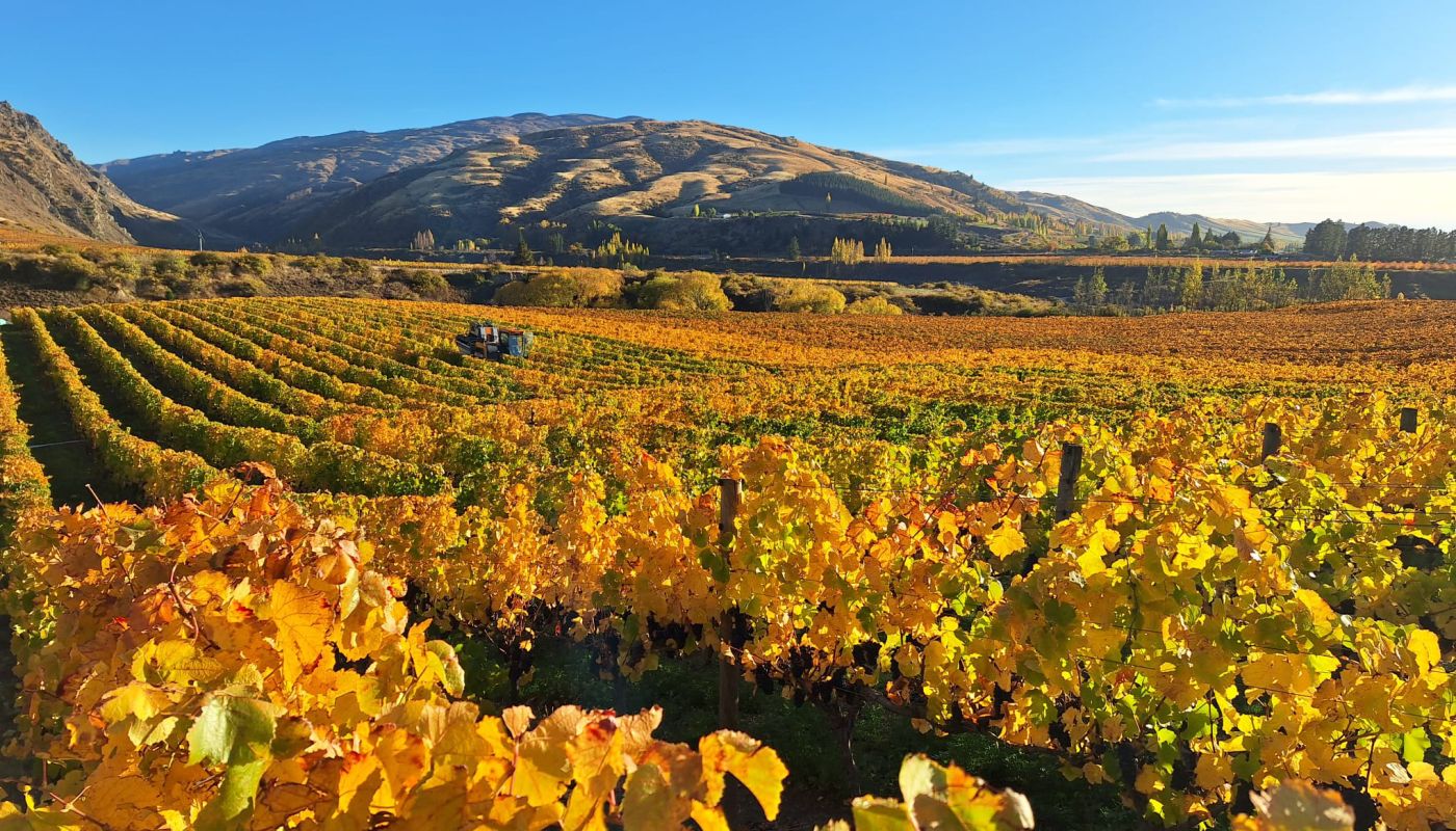 Central Otago 2024 harvest landscape