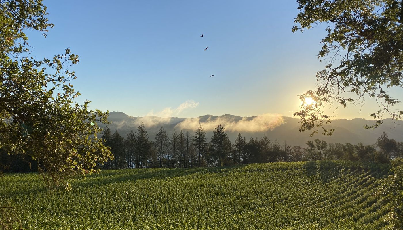 gorgeous Napa Valley