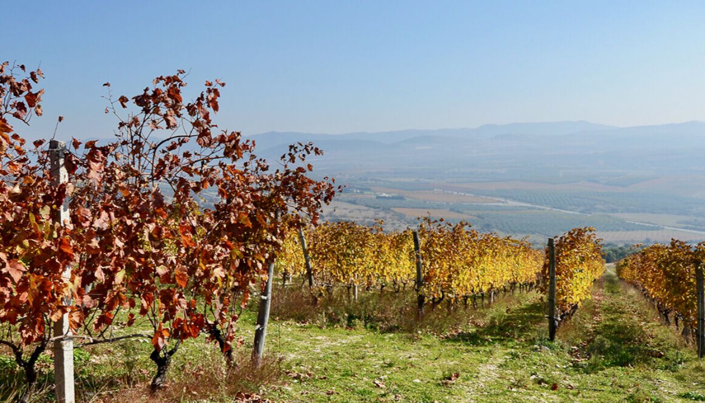 Biblia Chora vineyard
