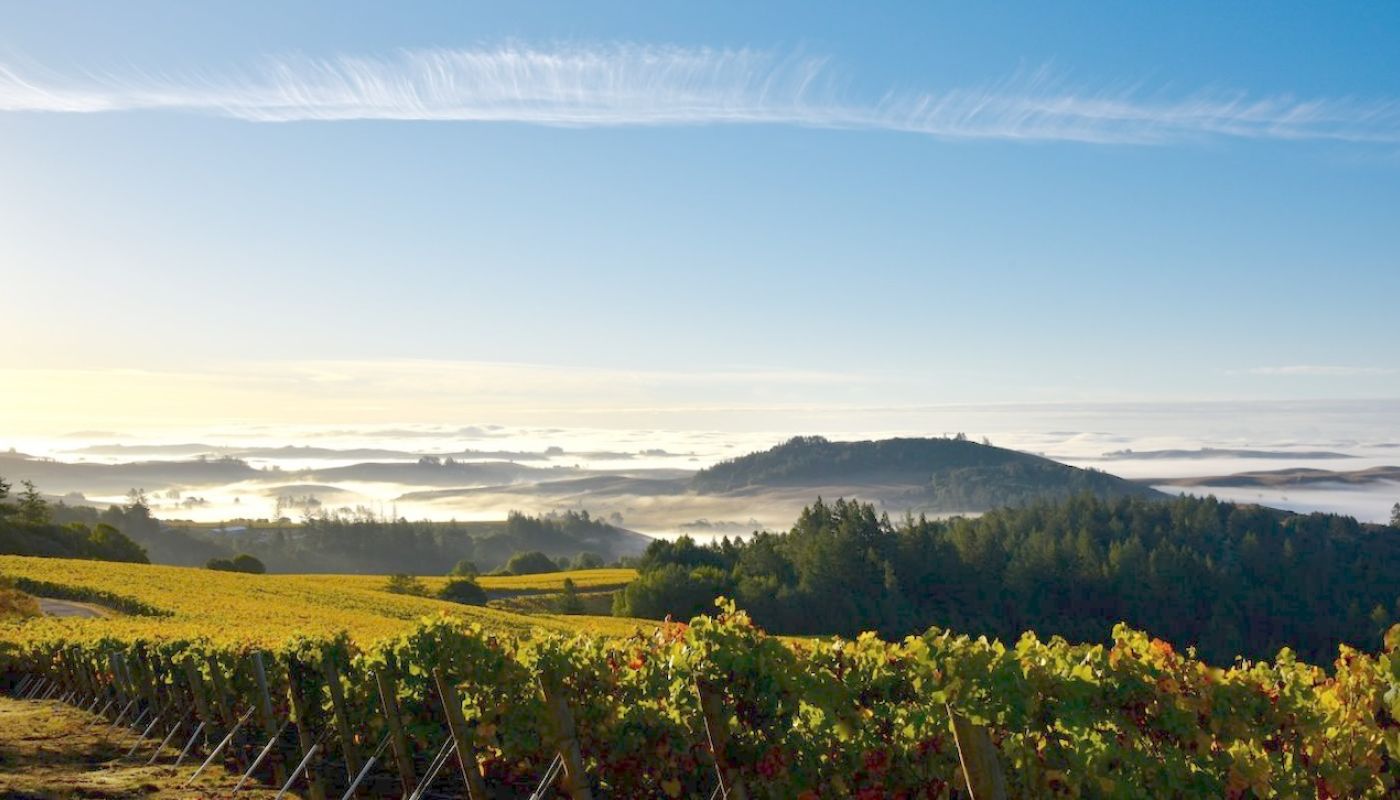 W Sonoma coastal landscape with vines