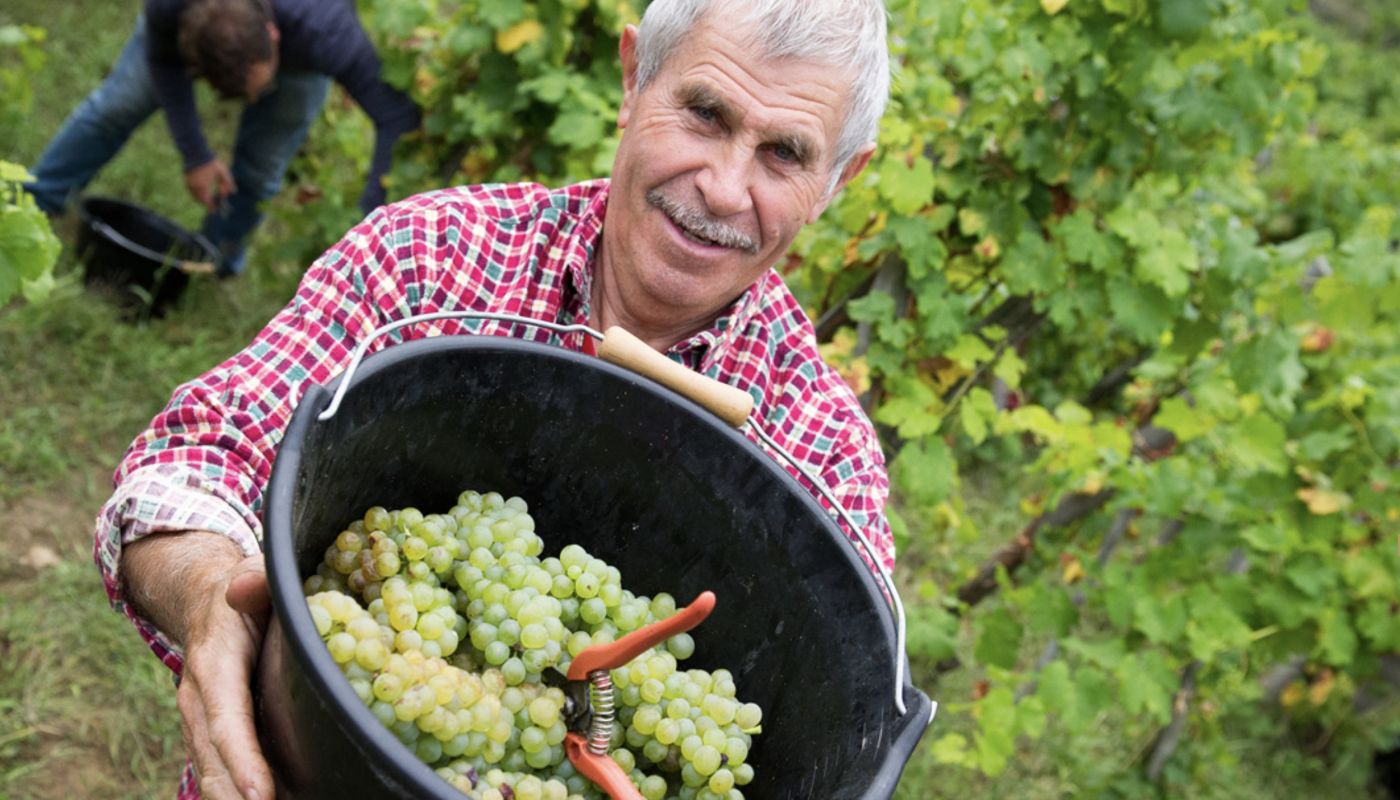 Ch Grillet grapes and vineyard steward
