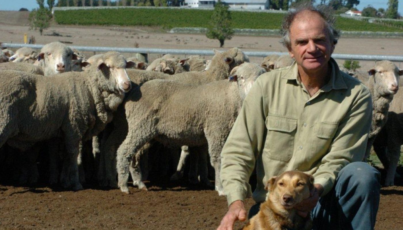 Crawford River sheep