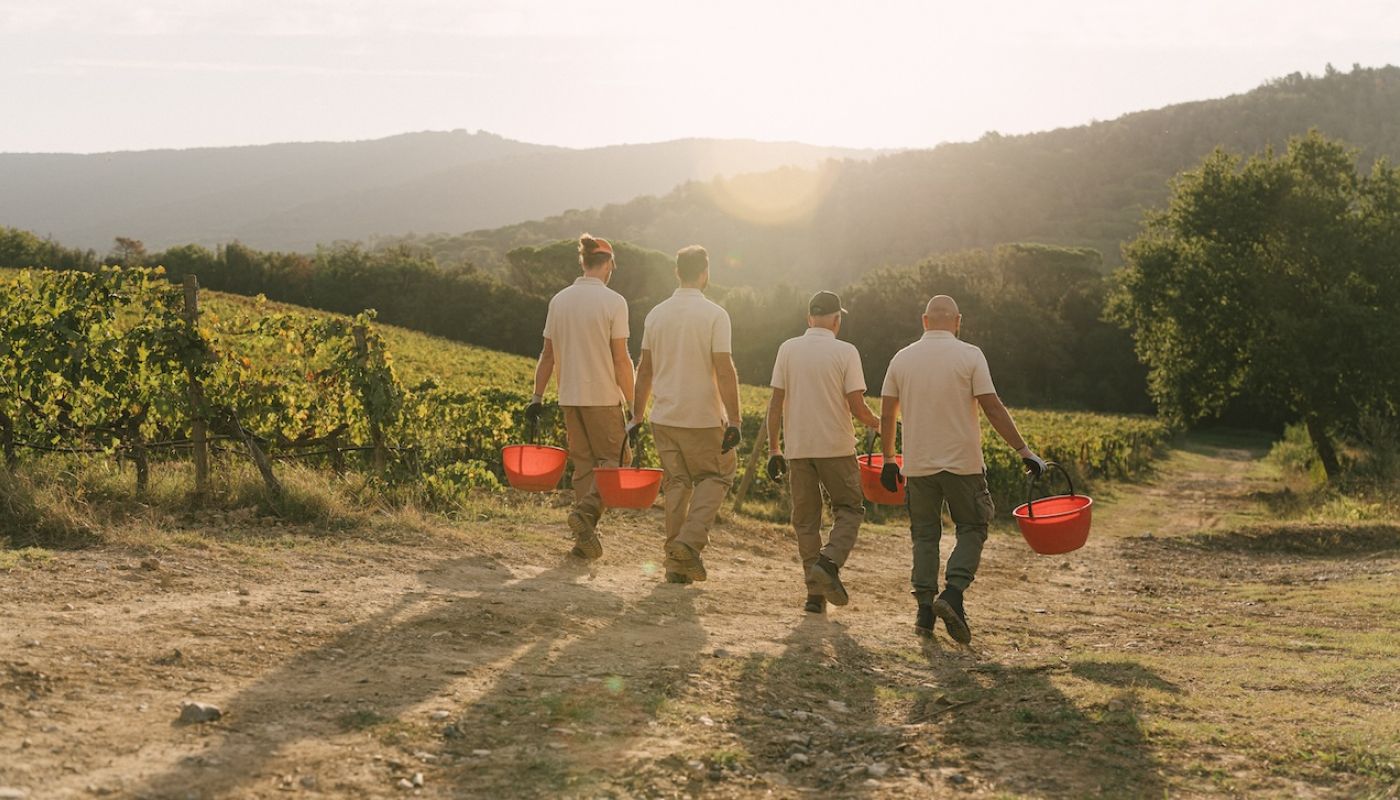Grattamacco harvest
