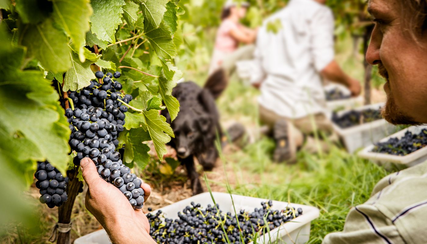 Ngeringa Syrah vineyard