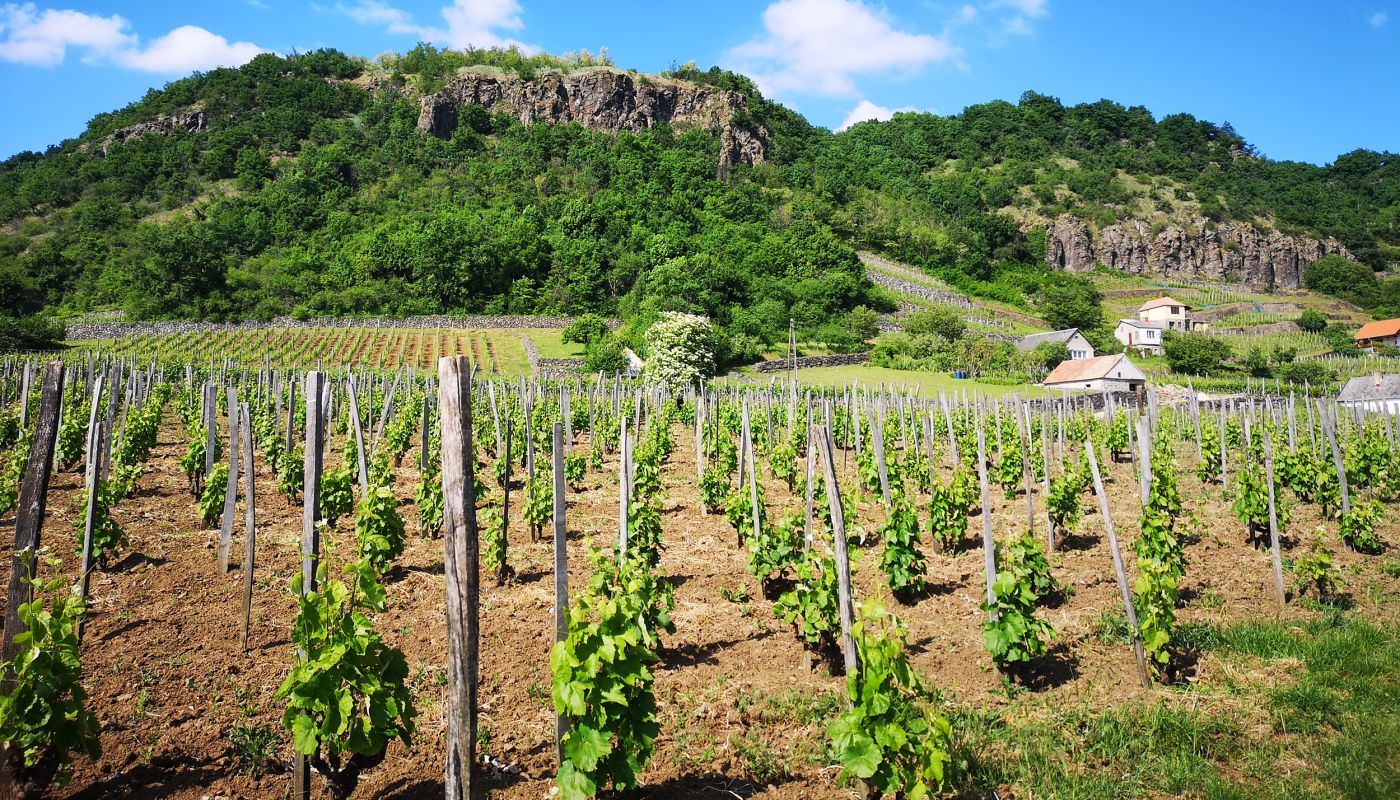 Somló hill with staked vines in the foreground
