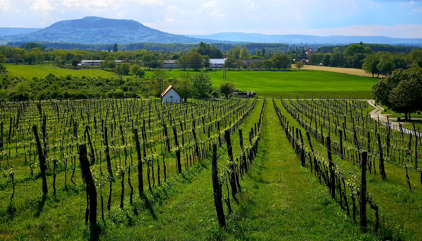 The view from Sabar winery towards Szent György Hill