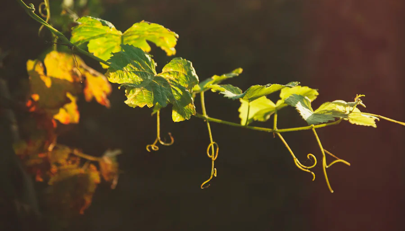Vine and Leaf