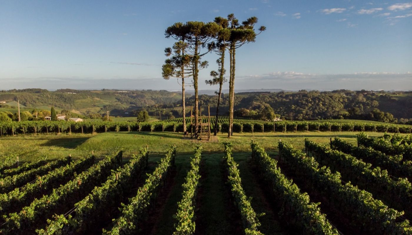 Geisse vineyards