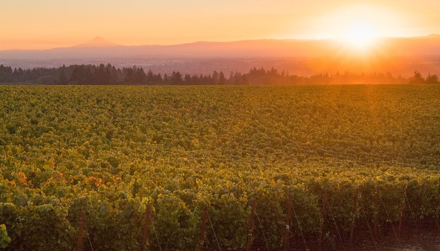 Roserock vineyard at sunset