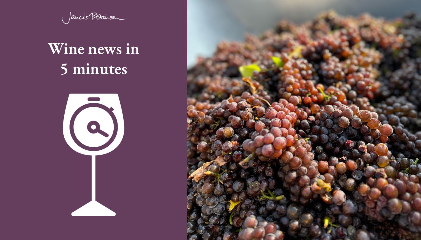 just-harvested purple grapes at 21 Brix Winery in Lake Erie AVA