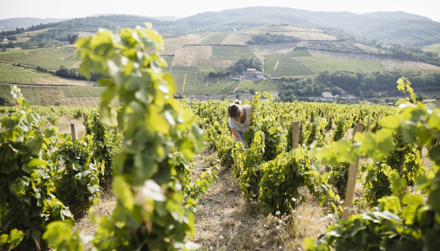 Antonie Baudin among vines at Dom de Boischampt