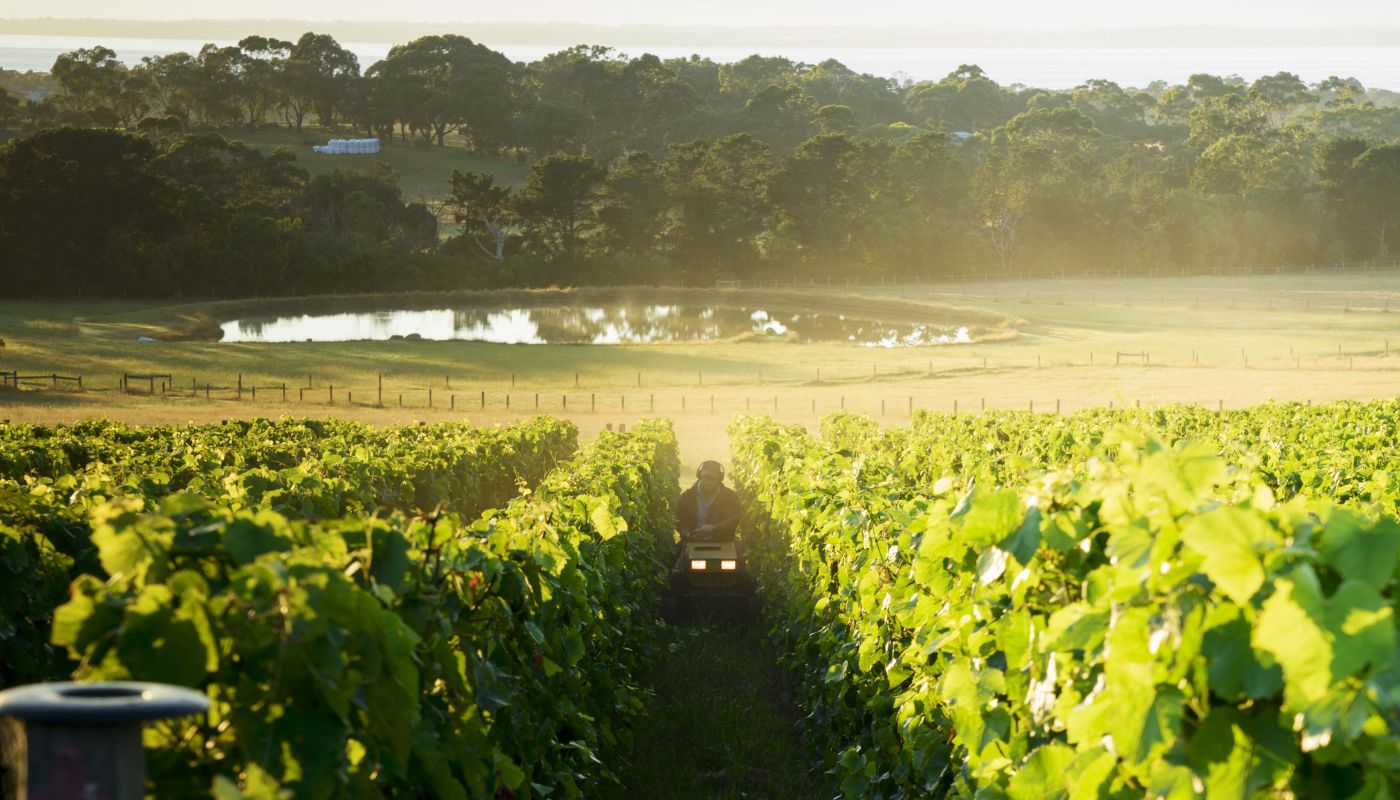 Elanto Vineyard