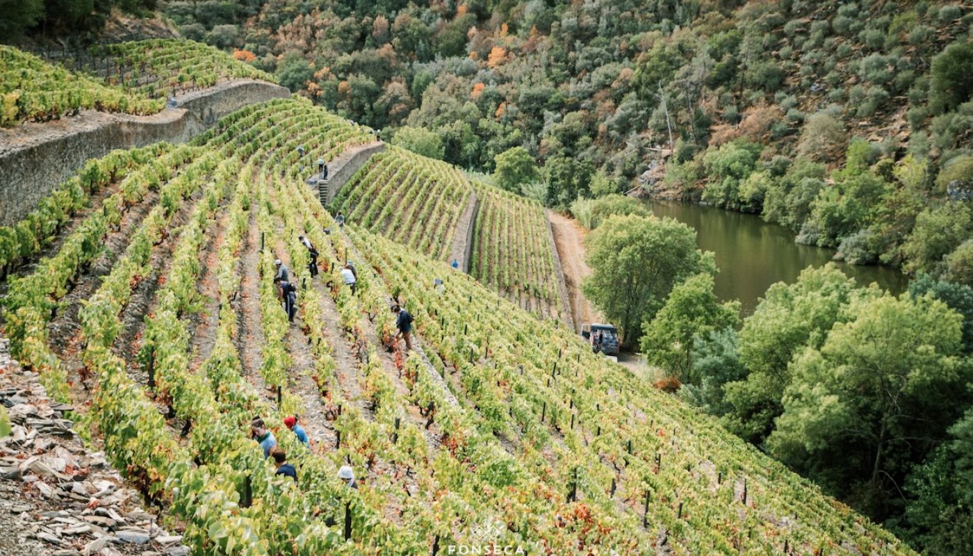 Quinta do Panascal harvest 2022