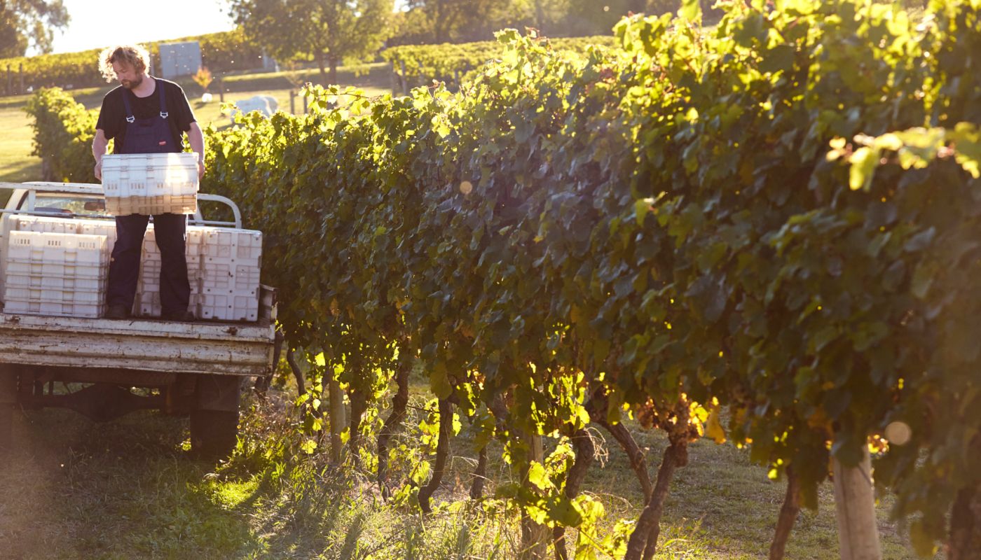 Patrick Sullivan - harvest - Tim Grey Photography