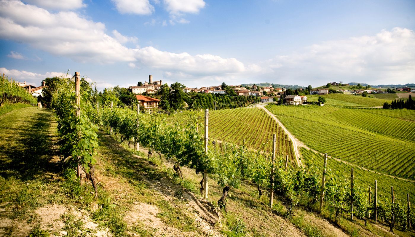 Cavollotto vineyards