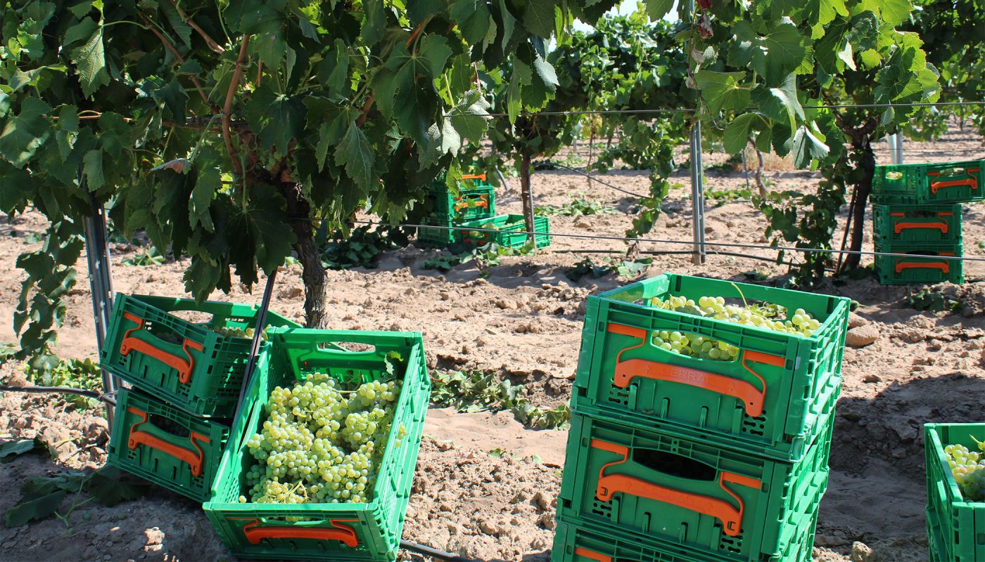 Airèn grapes at Virgen de las Viñas co-operative in Spain