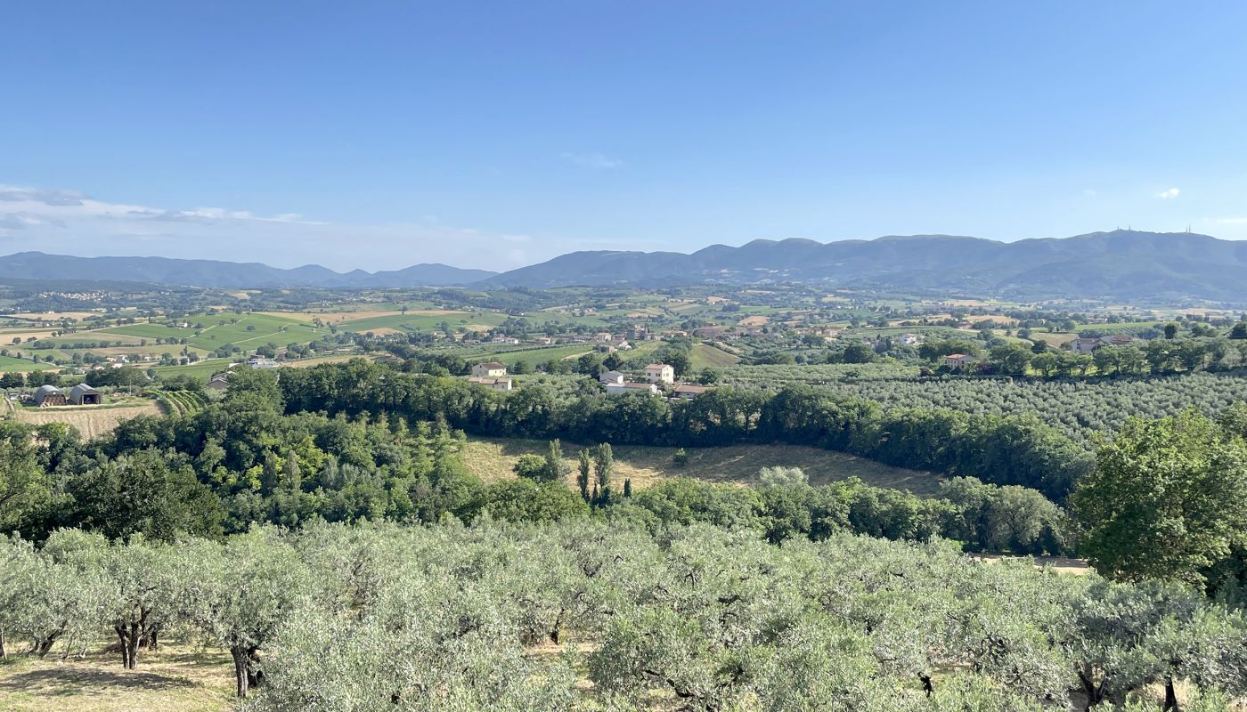 Montefalco vineyards and olive groves